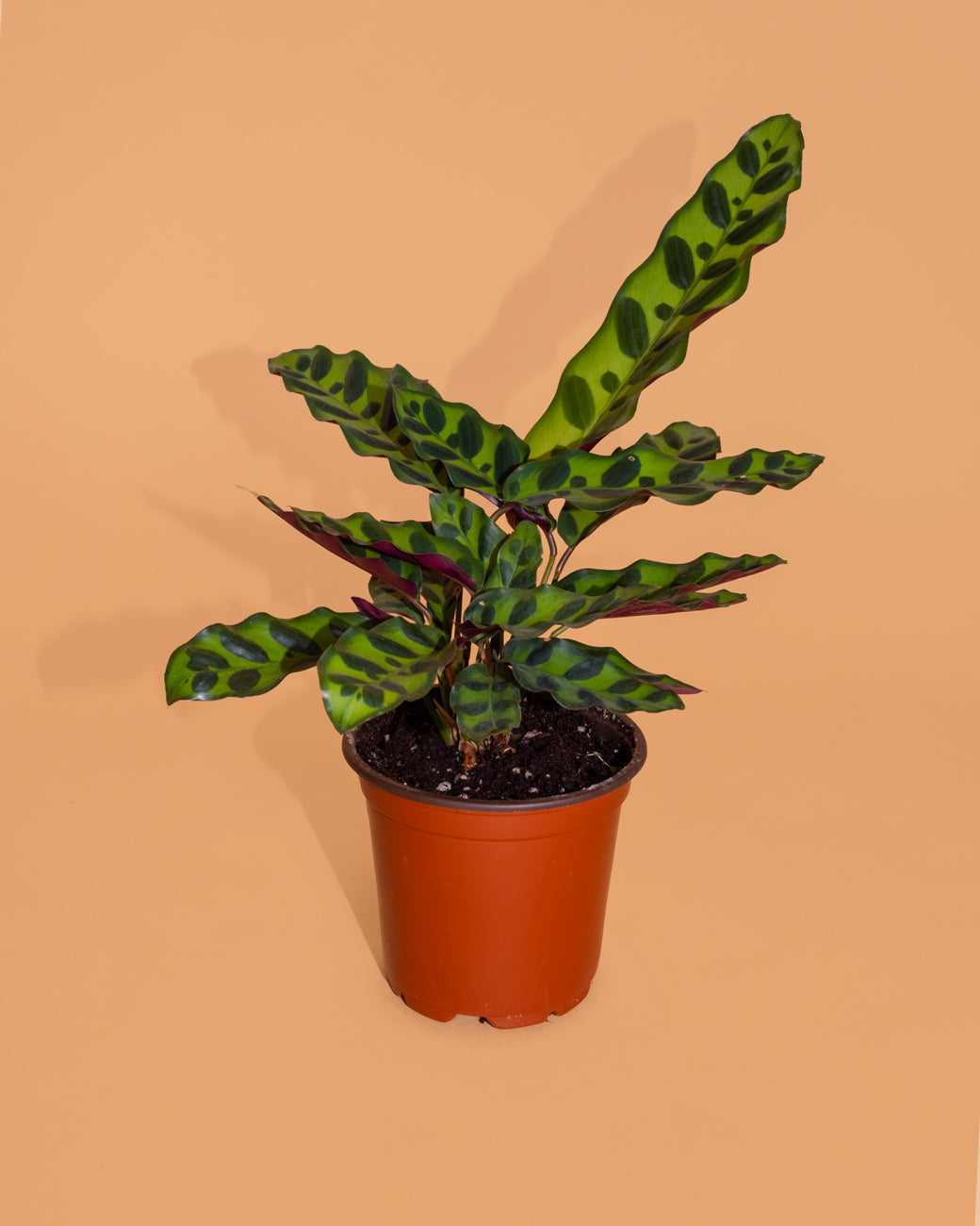 Calathea lancifolia