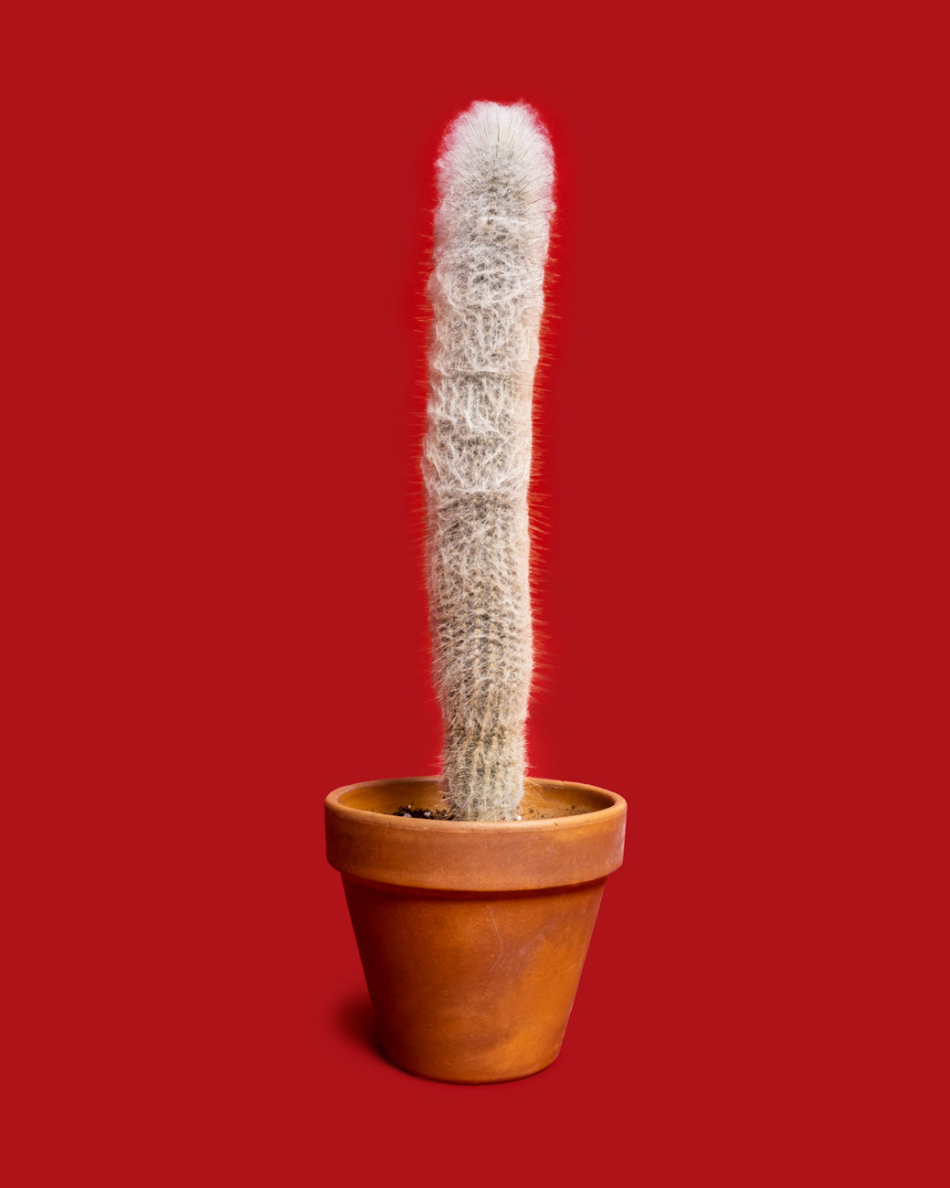 Cephalocereus senilis, or Old Man Cactus, photographed at Tula Plants & Design.