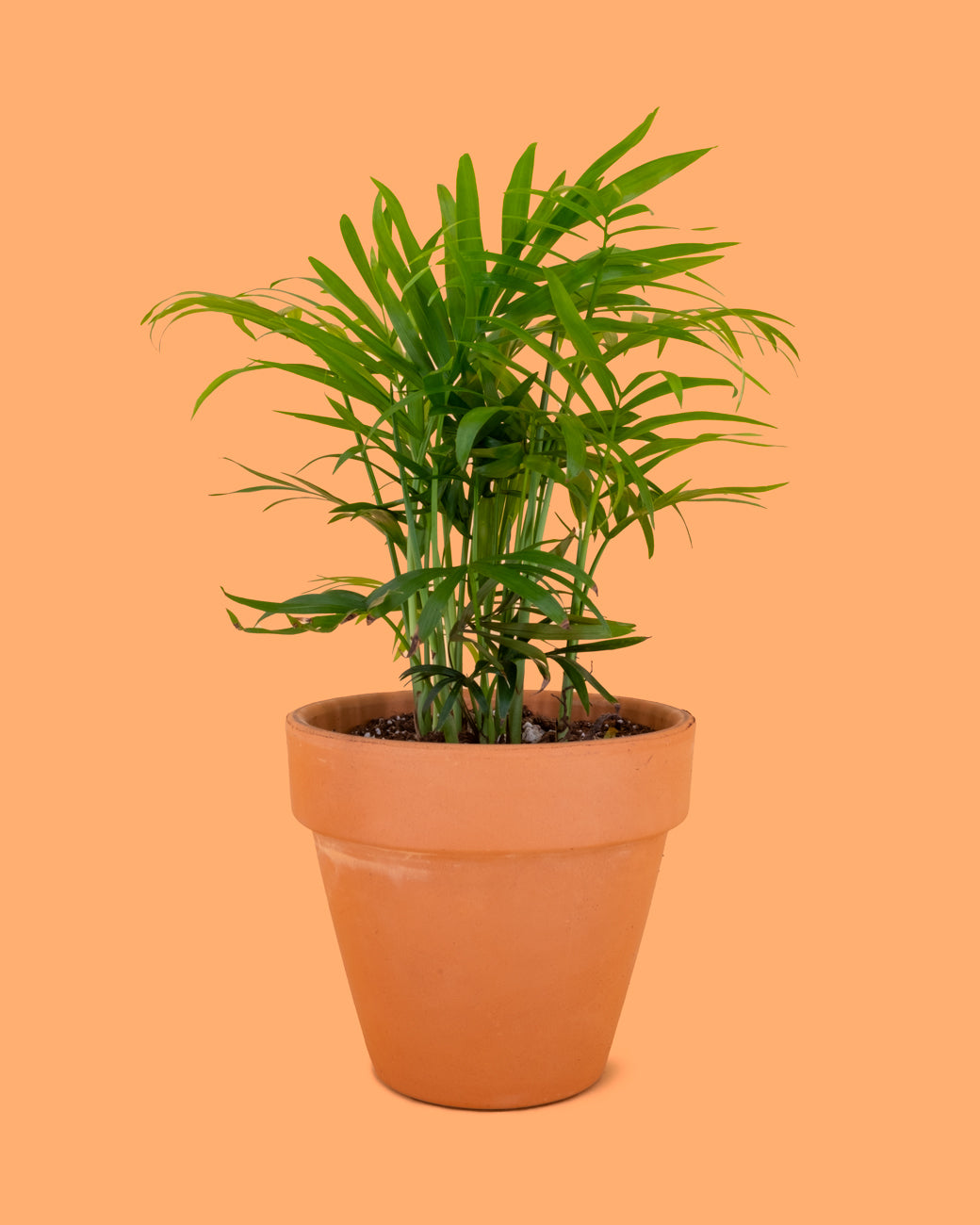 Chamaedorea elegans, or Parlor Palm, a pet-safe plant at Tula Plants & Design.