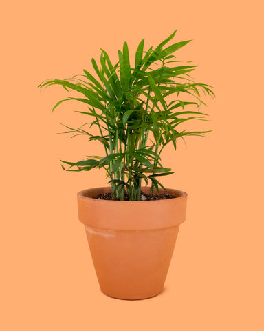 Chamaedorea elegans, or Parlor Palm, a pet-safe plant at Tula Plants & Design.