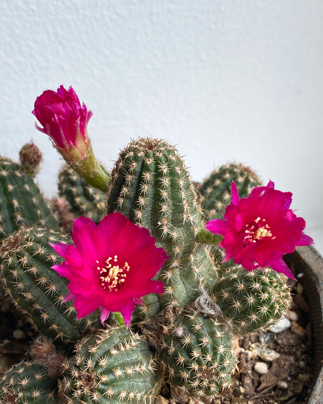 Chamaelobivia Hybrid 'Rose Quartz' blossoming with three large pink-red flowers at Tula Plants & Design.