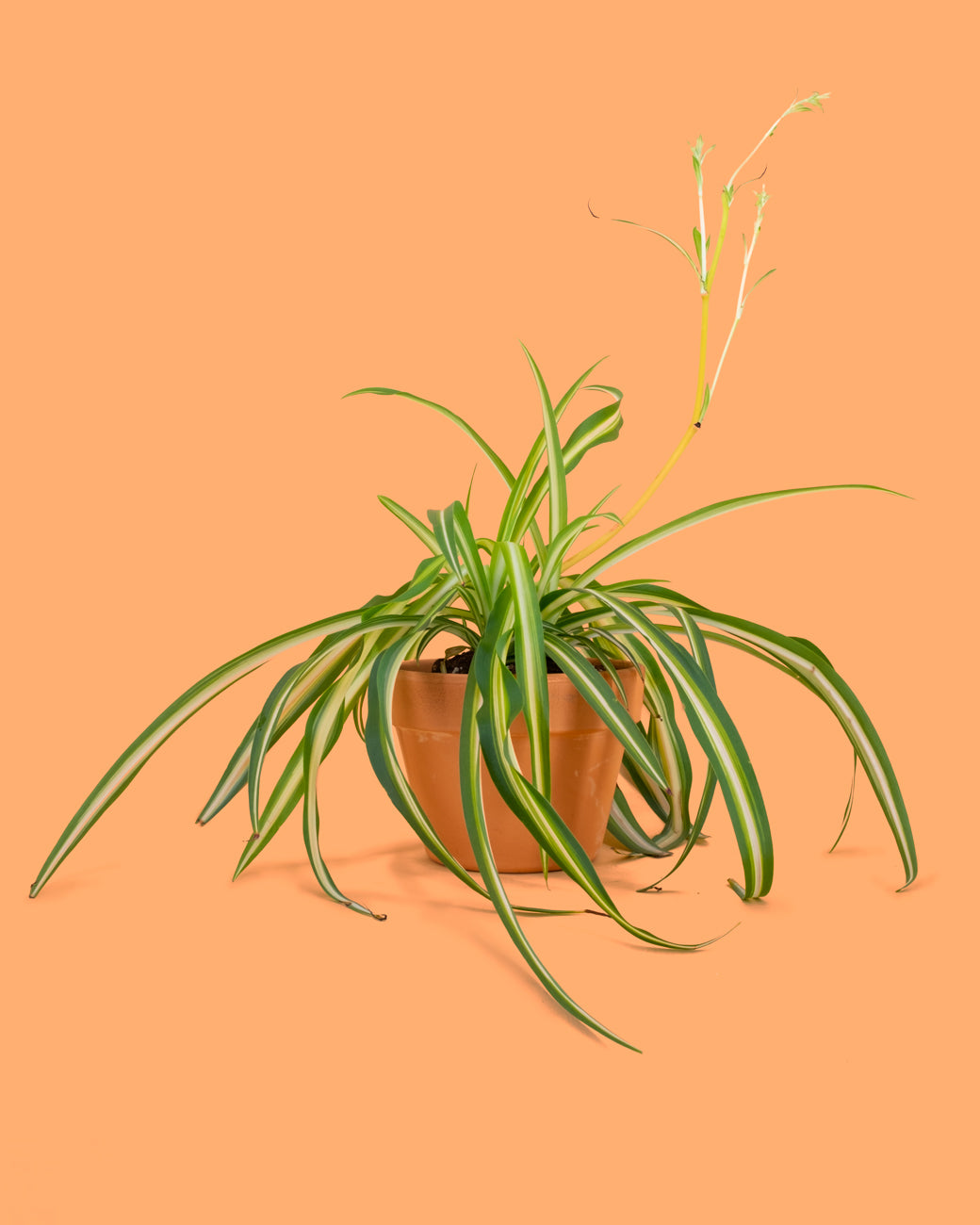 Chlorophytum comosum