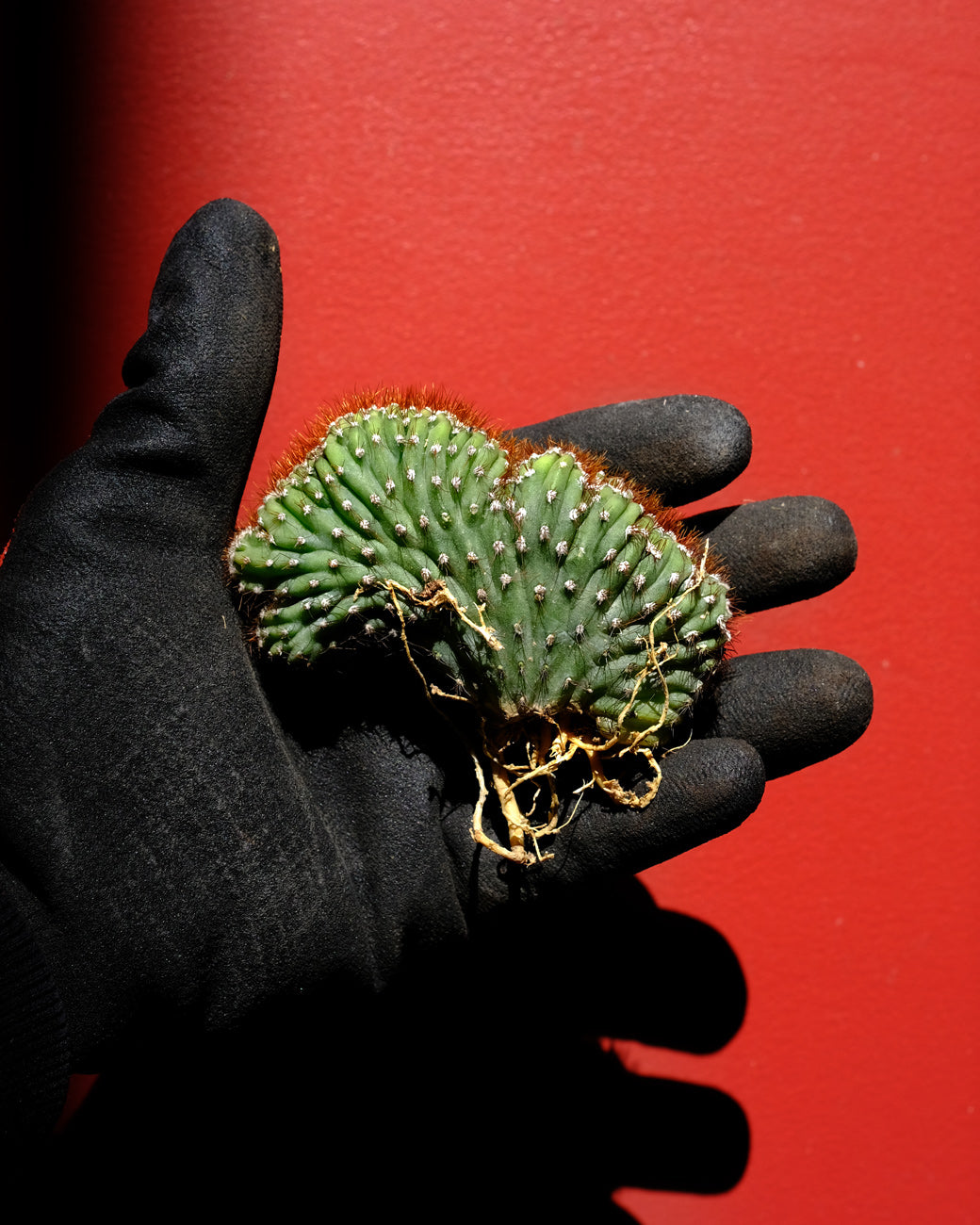 Cereus peruvianus 'Red Crested'