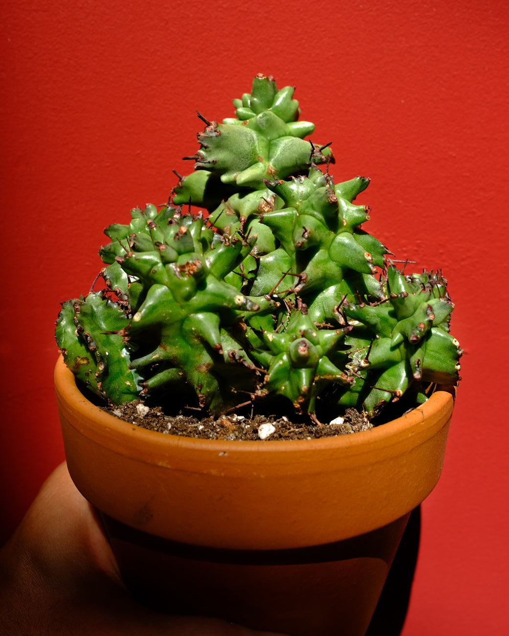 The chaotic, spiky Euphorbia Horrida F. Monstruosa, photographed at Tula Plants & Design.