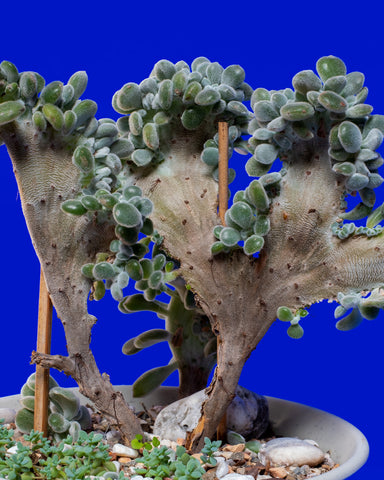 Echeveria pulvinata 'frosty' crested, a rare specimen plant, photographed at Tula Plants & Design.