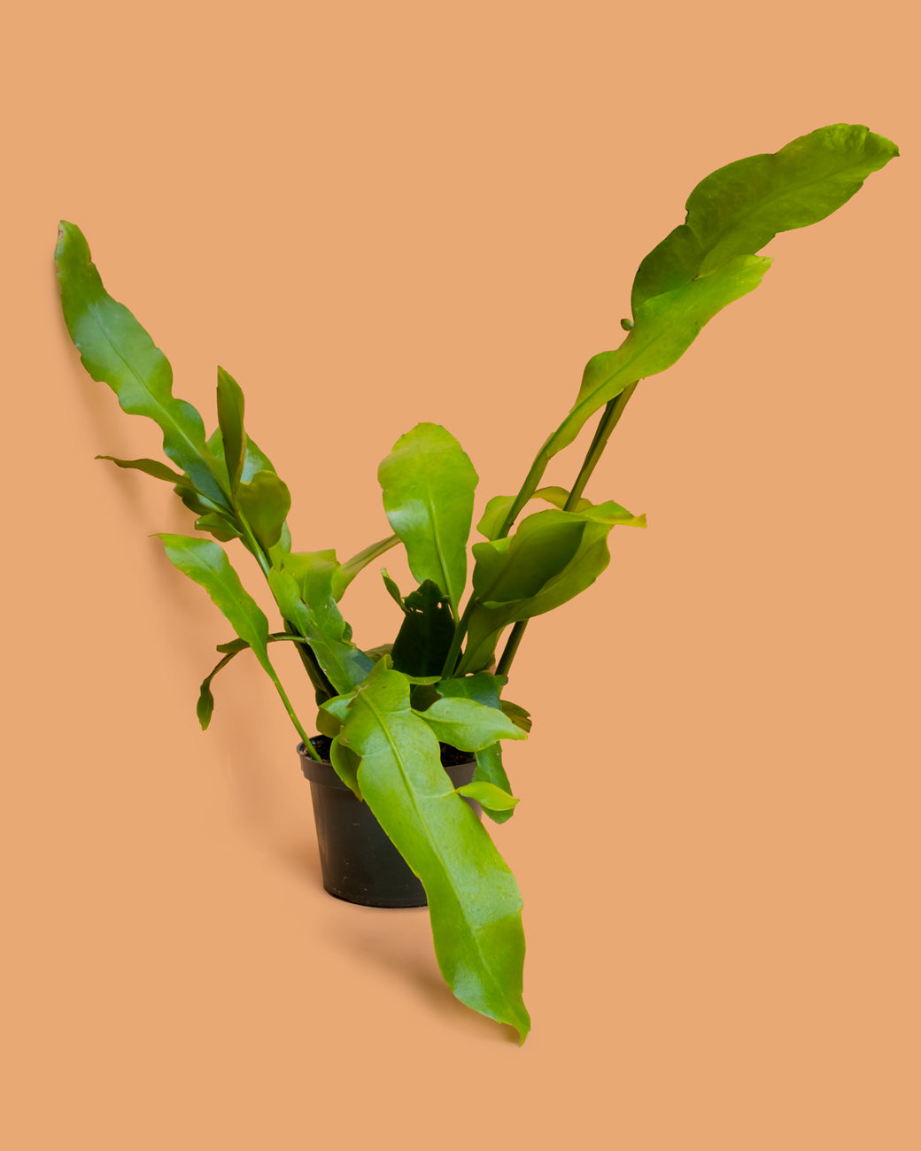 Epiphyllum oxypetalum