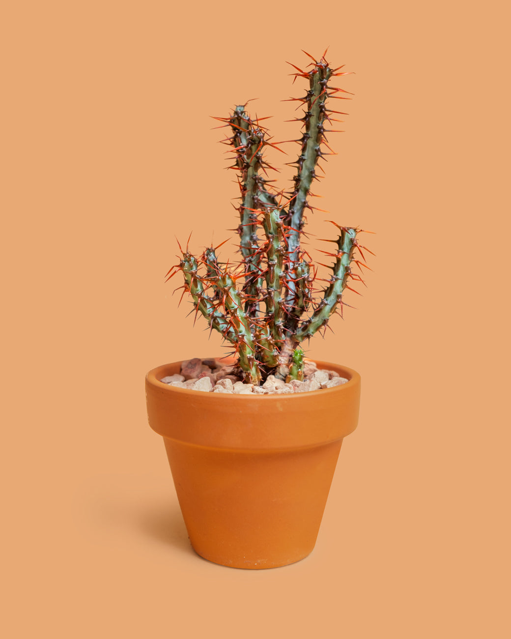 The dramatically spiked arms of Euphorbia aeruginosa