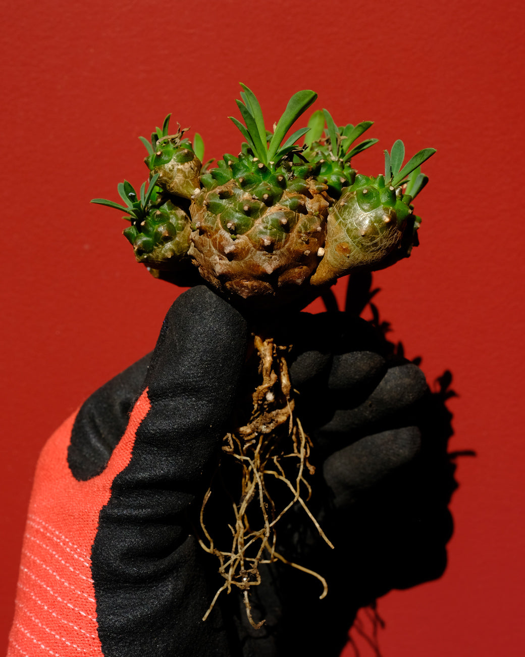 Euphorbia japonica