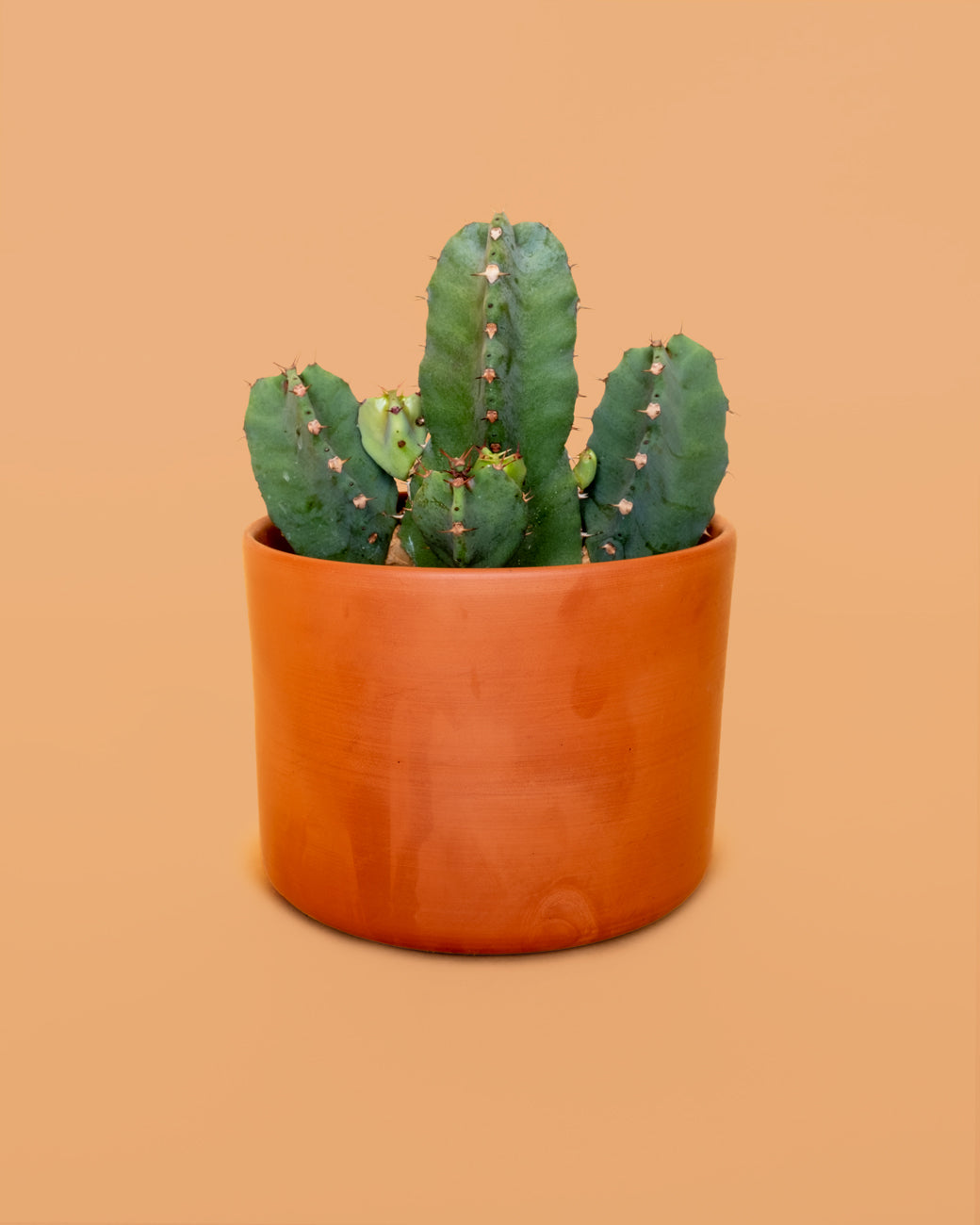 Euphorbia resinifera