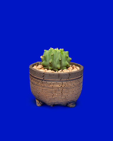 Ferocactus glaucescens inermis, a small blue barrel cactus without spikes, photographed at Tula Plants & Design.