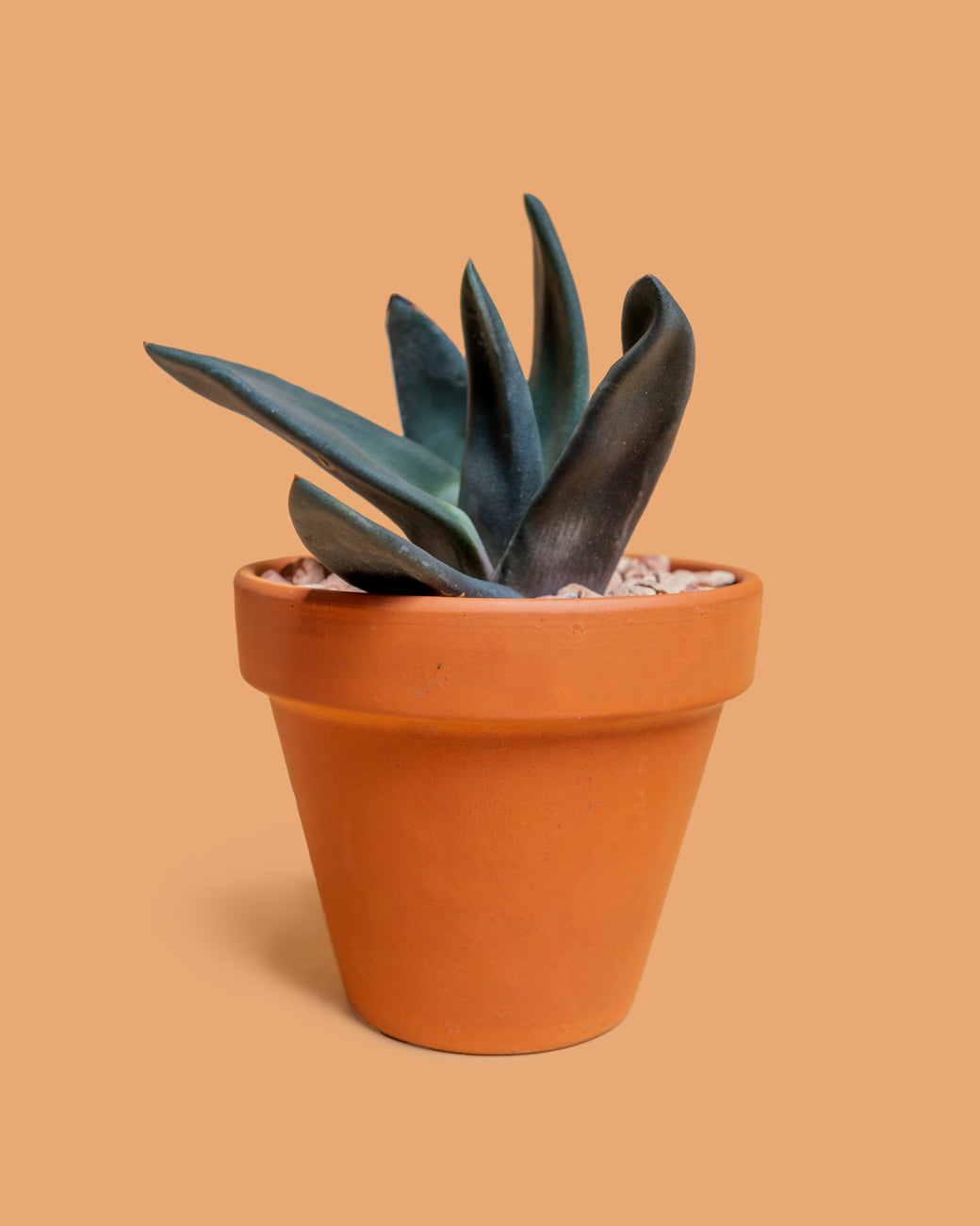 Gasteria pseudonigricans