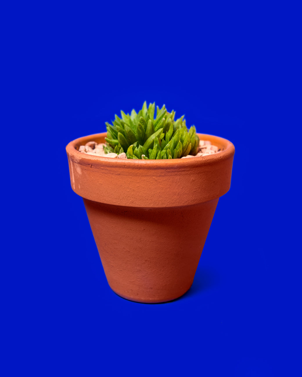 A vibrant green Haworthia kikuhigasa that looks like a terrestrial sea anemone at Tula Plants & Design