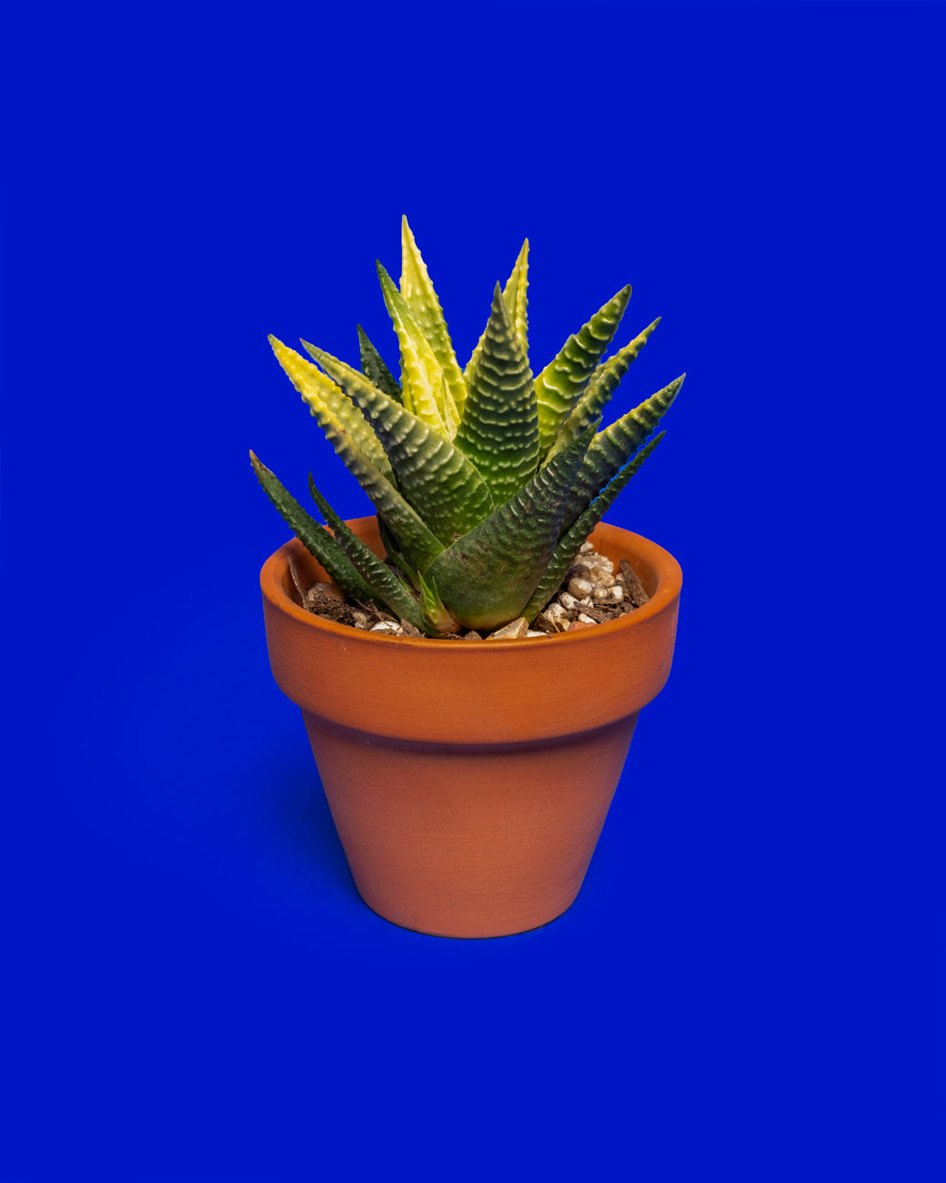 Haworthia limifolia f. variegata