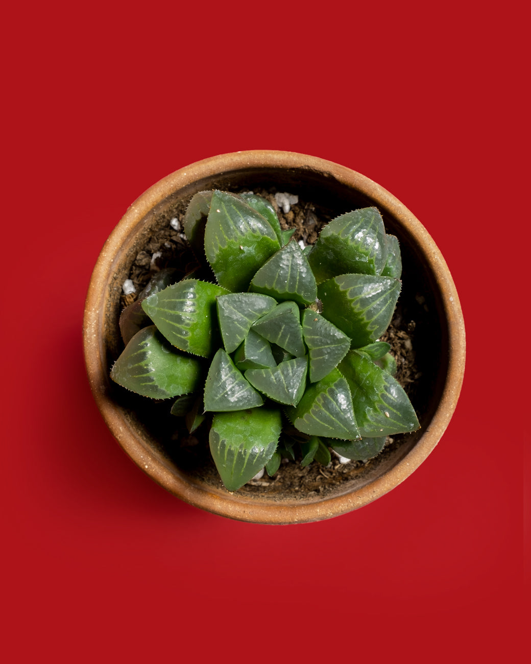 Haworthia mirabilis, a rosette of thick, green leaves that are vaguely translucent, photographed at Tula Plants & Design.
