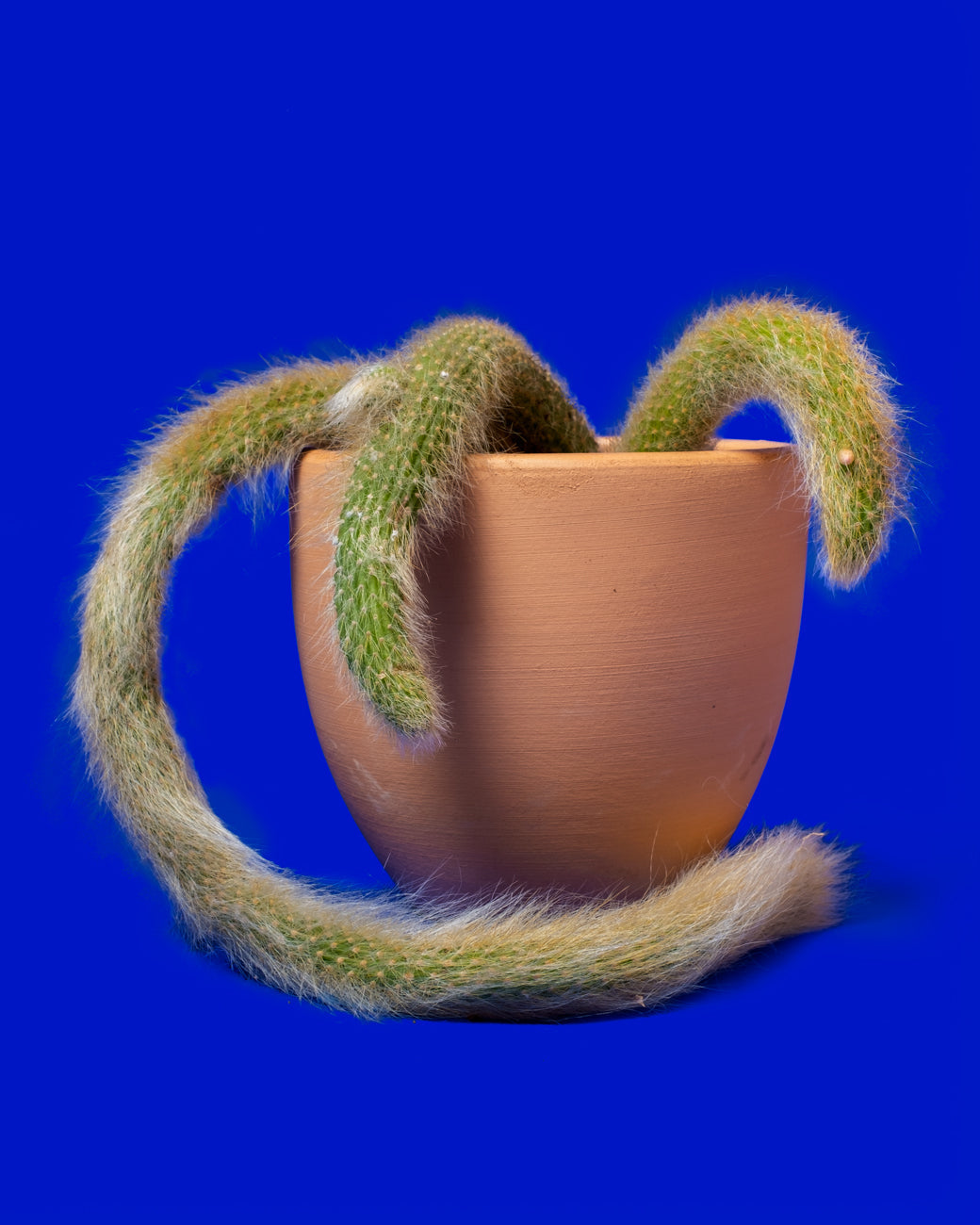 Hildewintera colademononis