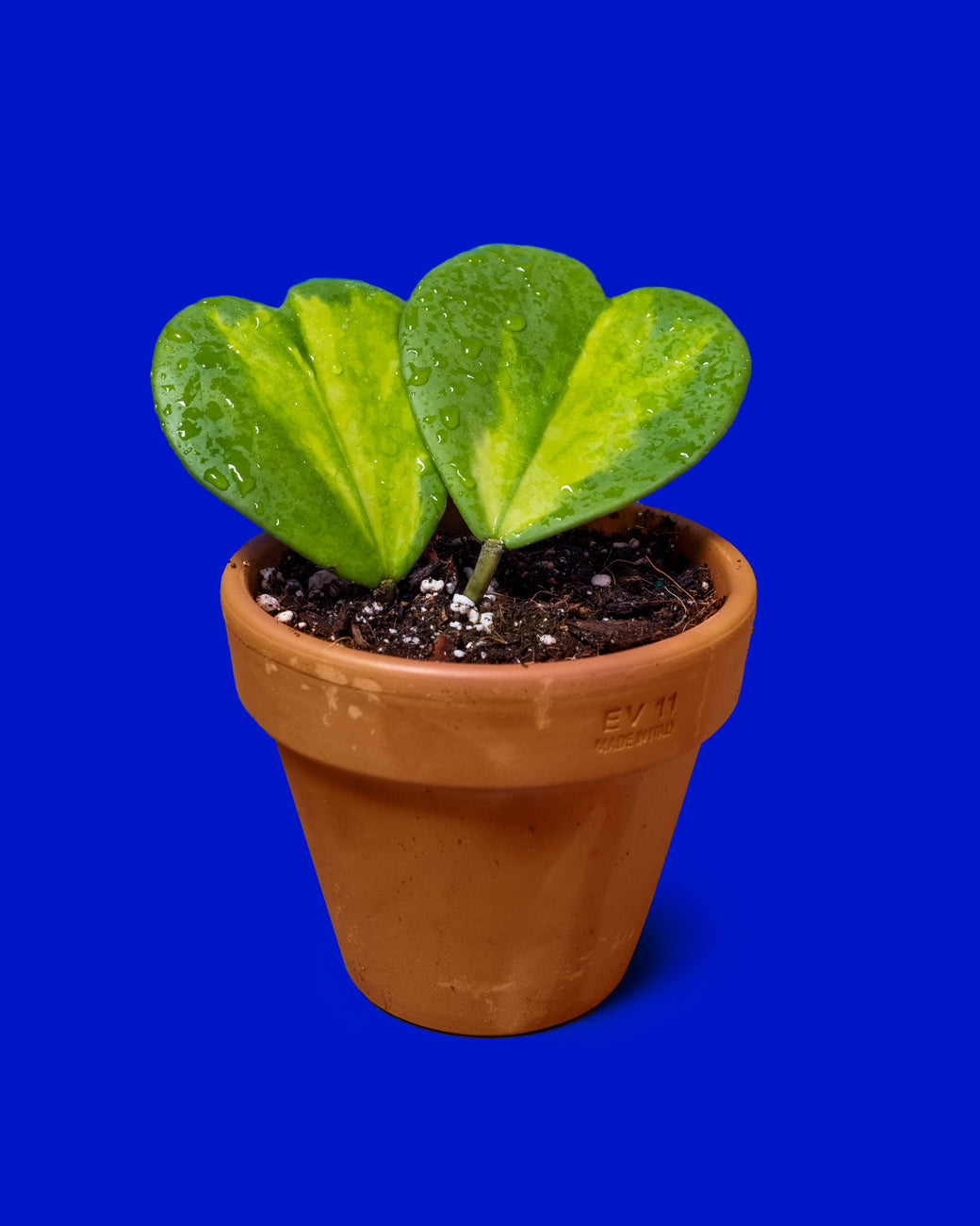 The reverse variegated variety of Hoya kerrii, which features heart-shaped leaves with bright yellow centers at Tula Plants & Design.