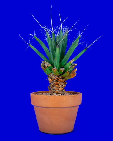 Leuchtenbergia principis, a rare cactus that looks like agave, for sale at Tula Plants & Design.