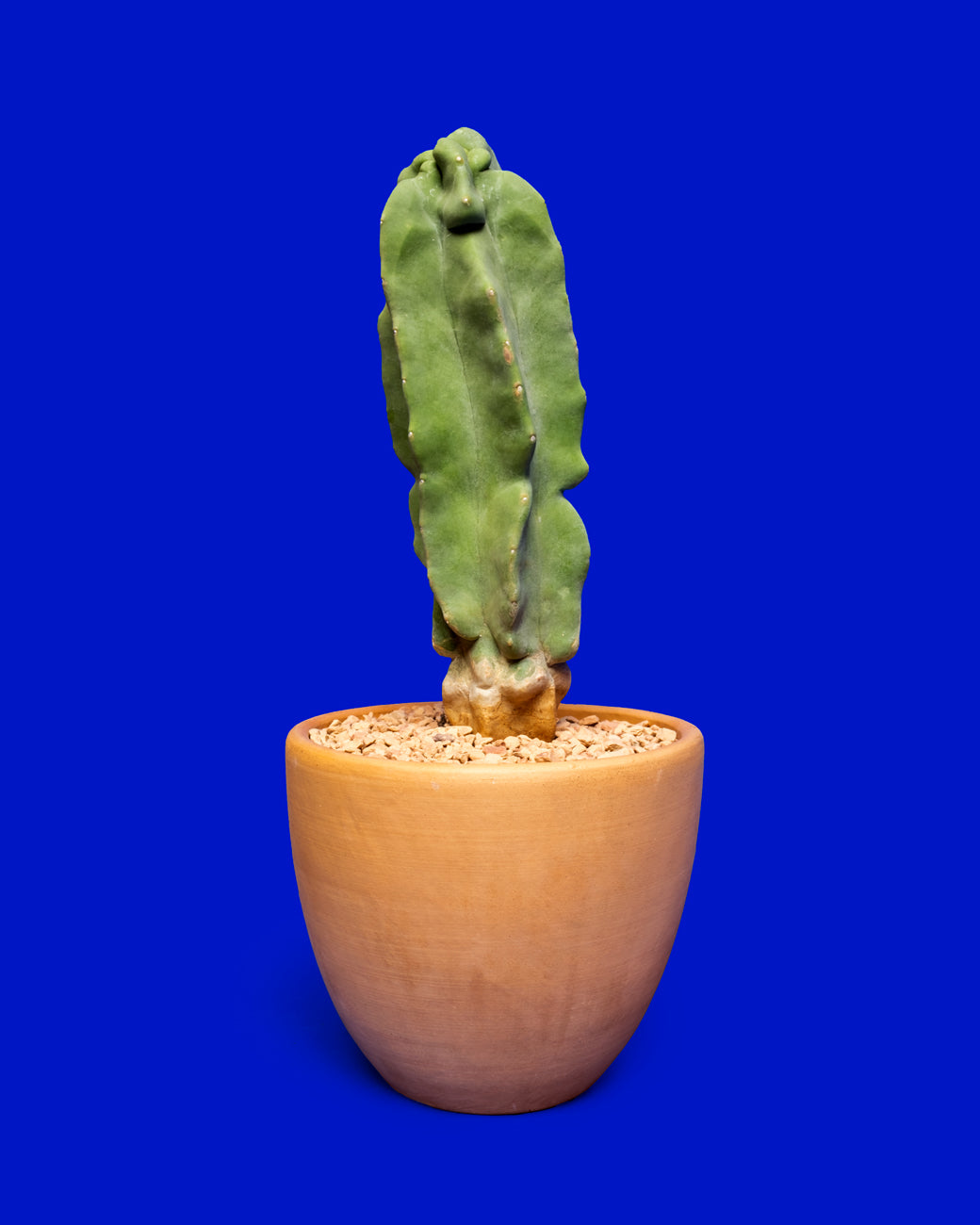 Lophocereus schottii var. major