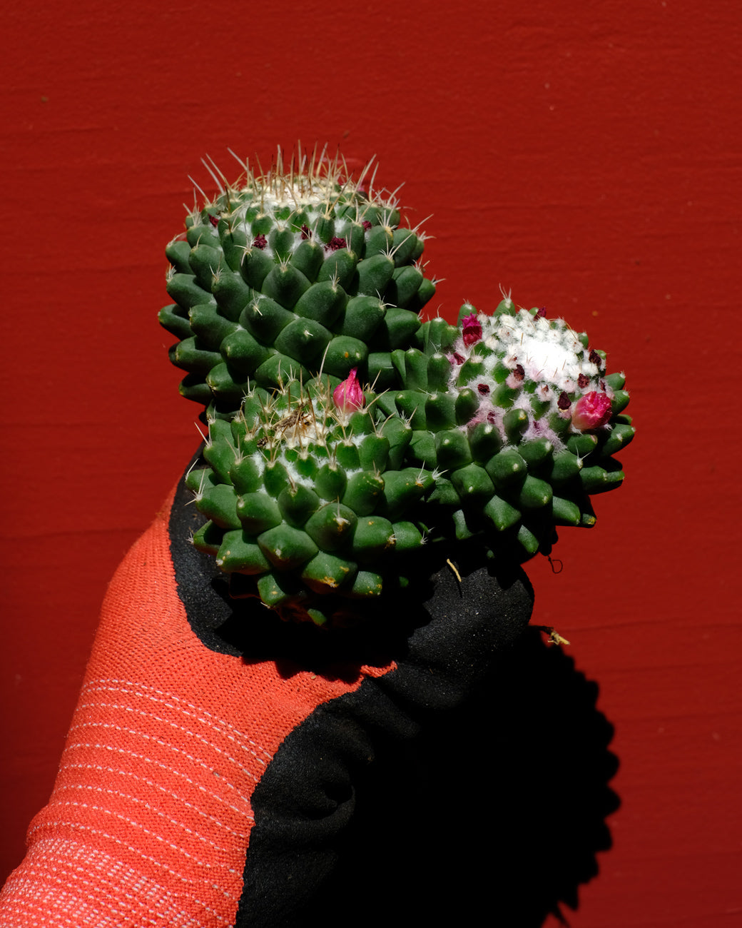 Mammillaria polythele 'Toluca' held bare root in a cluster of three green, pink-flowering heads, photographed at Tula Plants & Design.