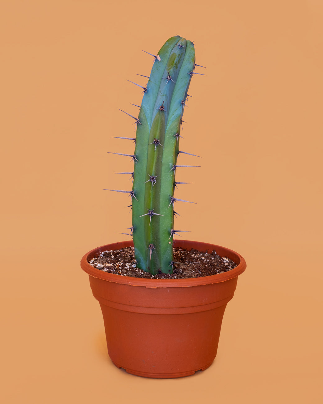 Myrtillocactus geometrizans