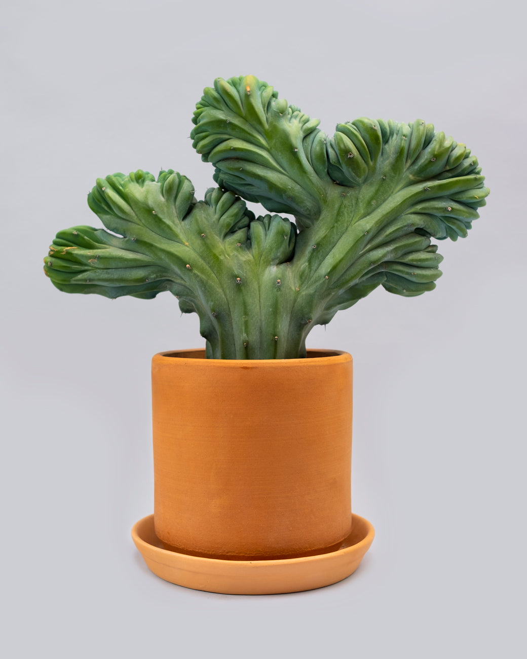 Myrtillocactus geometrizans f. crestata