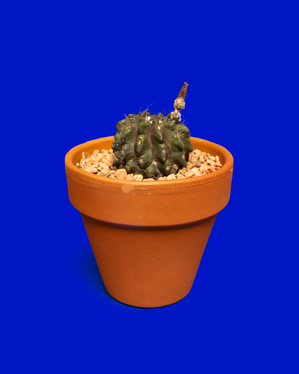 Neoporteria cachitaensis violet, a small, deep green, barrel cactus with hints of violet, photographed at Tula Plants & Design.