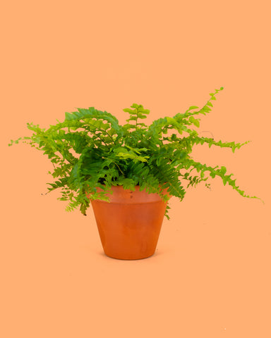 Nephrolepis exaltata
