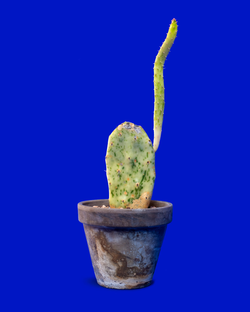 Opuntia cochenillifera ‘Sunburst’ variegated, a rare prickly pear cactus, photographed at Tula Plants & Design.