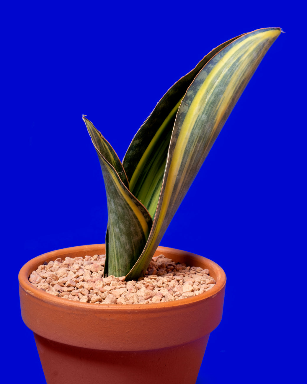 Sansevieria masoniana in its variegated variety photographed at Tula Plants & Design.