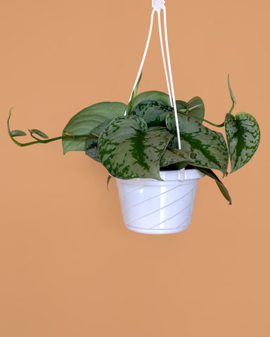 Scindapsus Pictus, or silver satin pothos, photographed in a hanging basket at Tula Plants & Design.