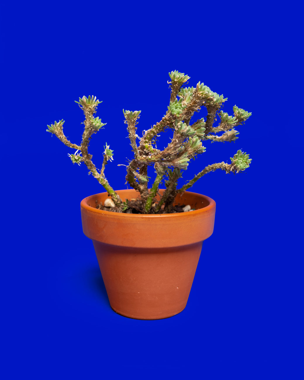 Sedum multiceps, or Pygmy Joshua Tree, photographed at Tula Plants & Design.