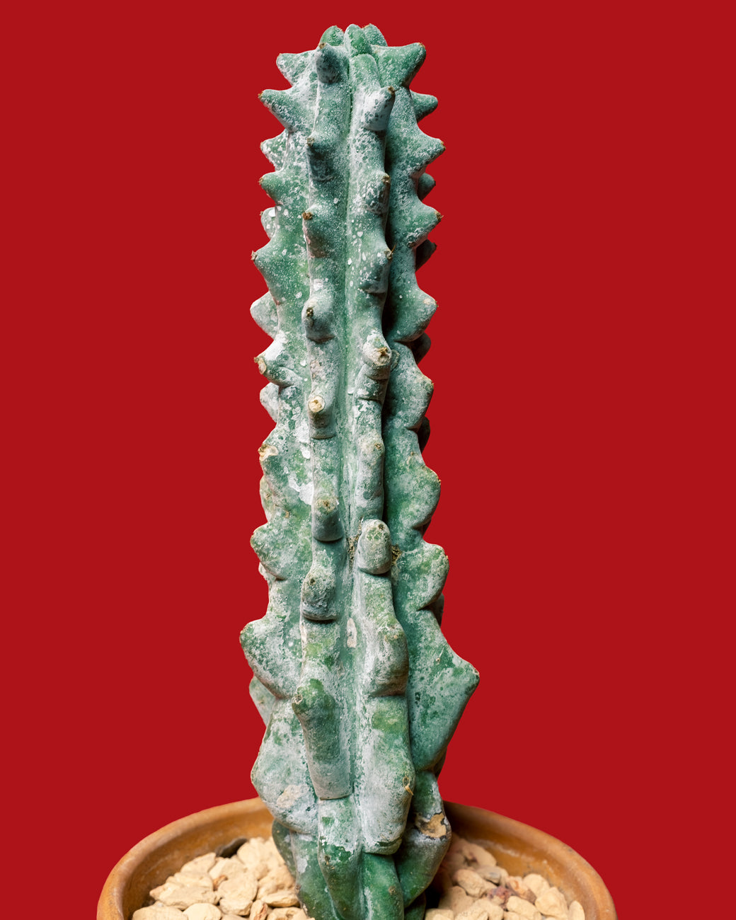 Stenocereus beneckei, a silver-white totem cactus, photographed at Tula Plants & Design.