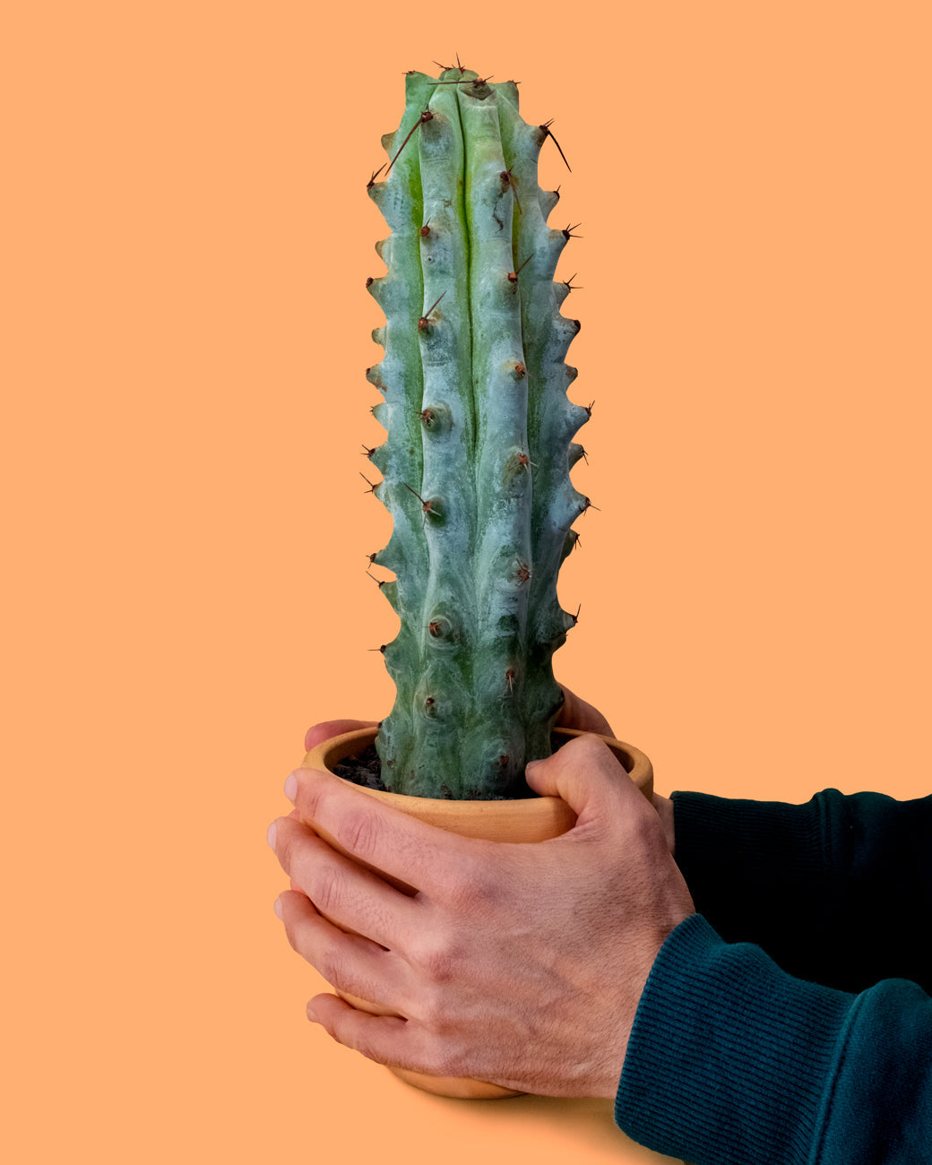 Stenocereus benekei, a rare collector cactus, responsibly cultivated for sale at Tula Plants & Design.