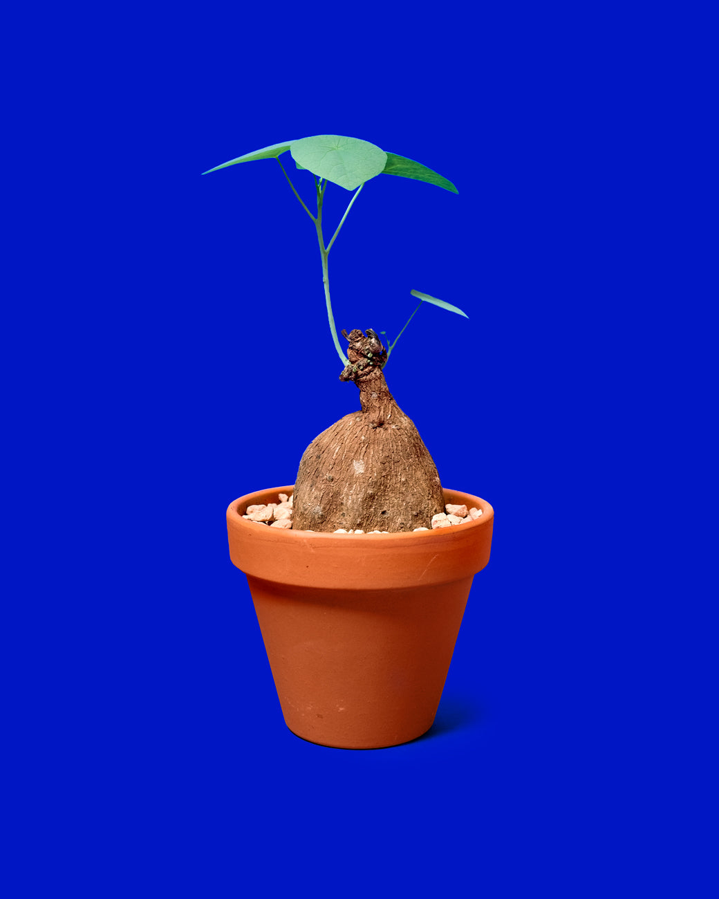 The knobby caudex of Stephania venosa sits beneath a delicate umbrella of its own thin green leaves at Tula Plants & Design.