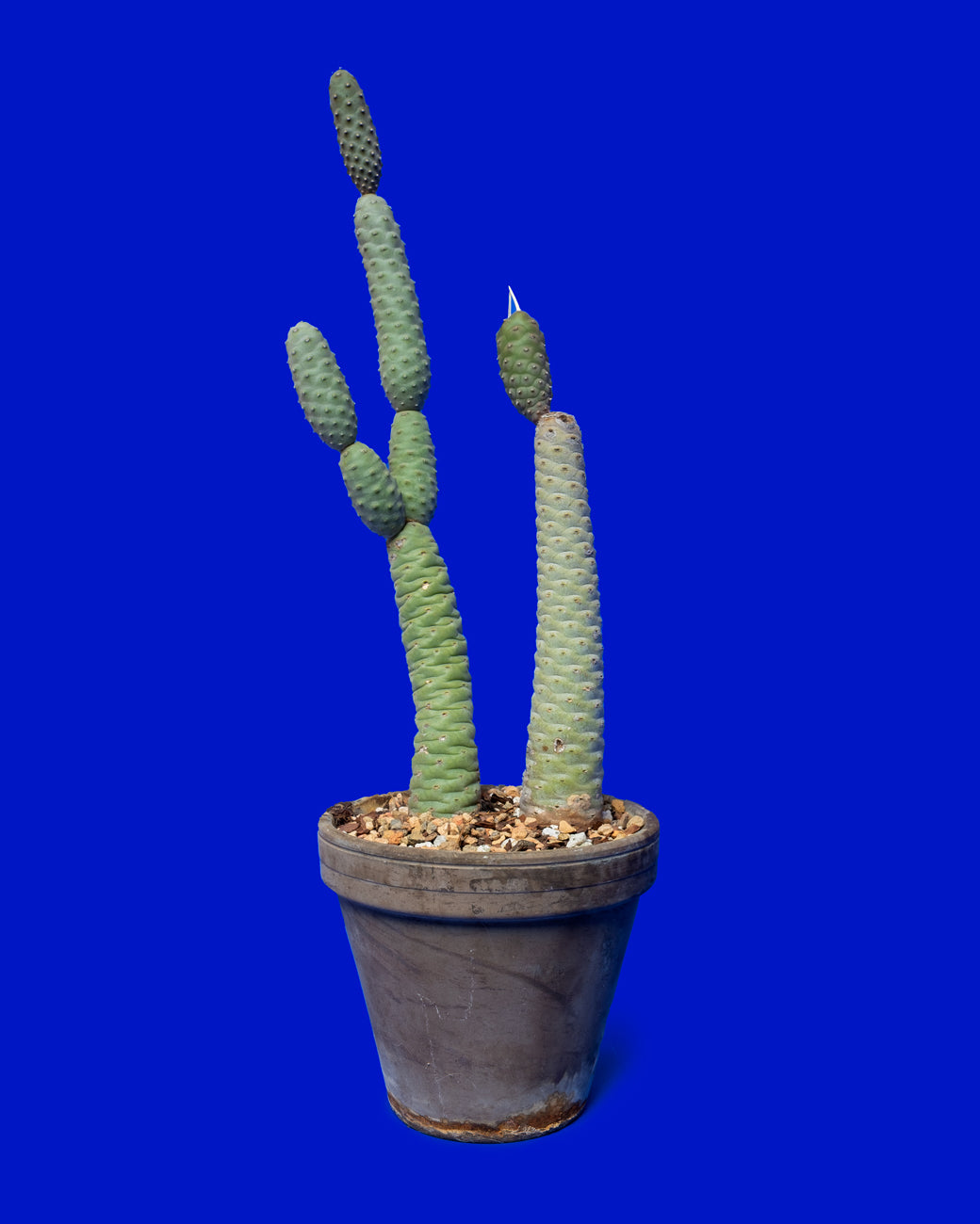 Tephrocactus strobiliformis