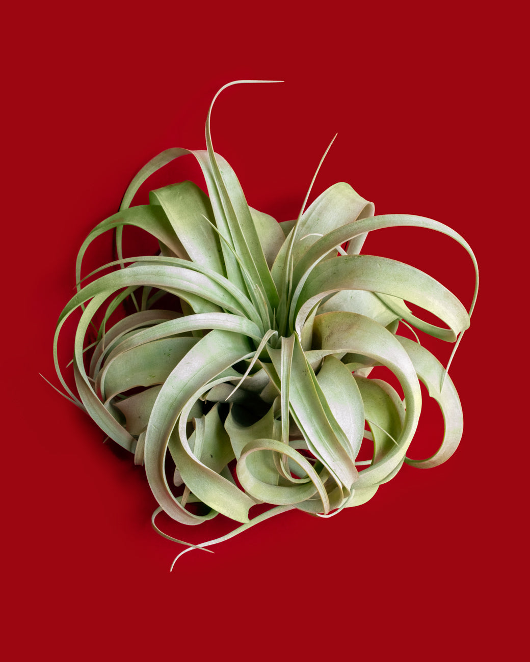Tillandsia xerographica