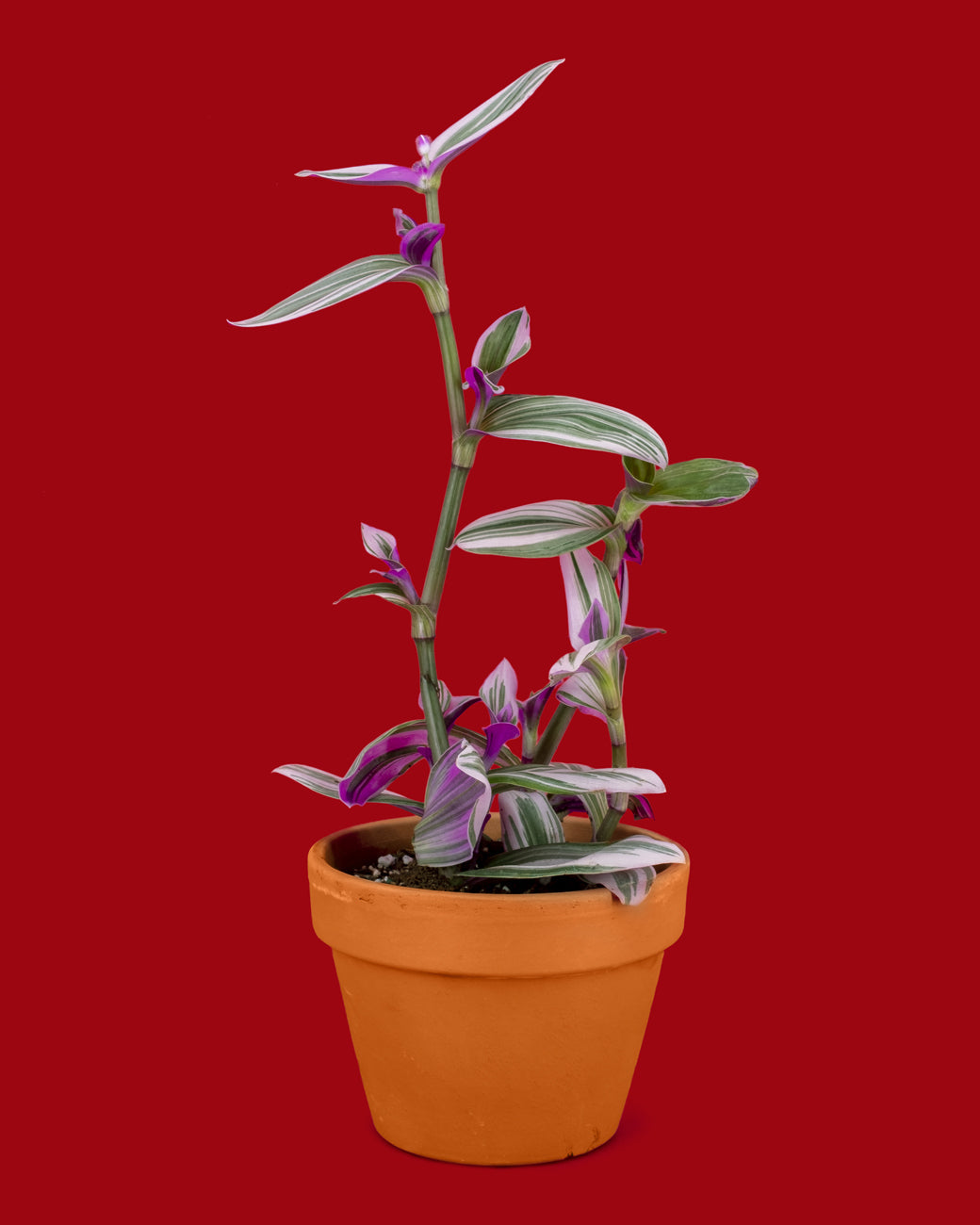 Tradescantia albiflora ‘Nanouk’