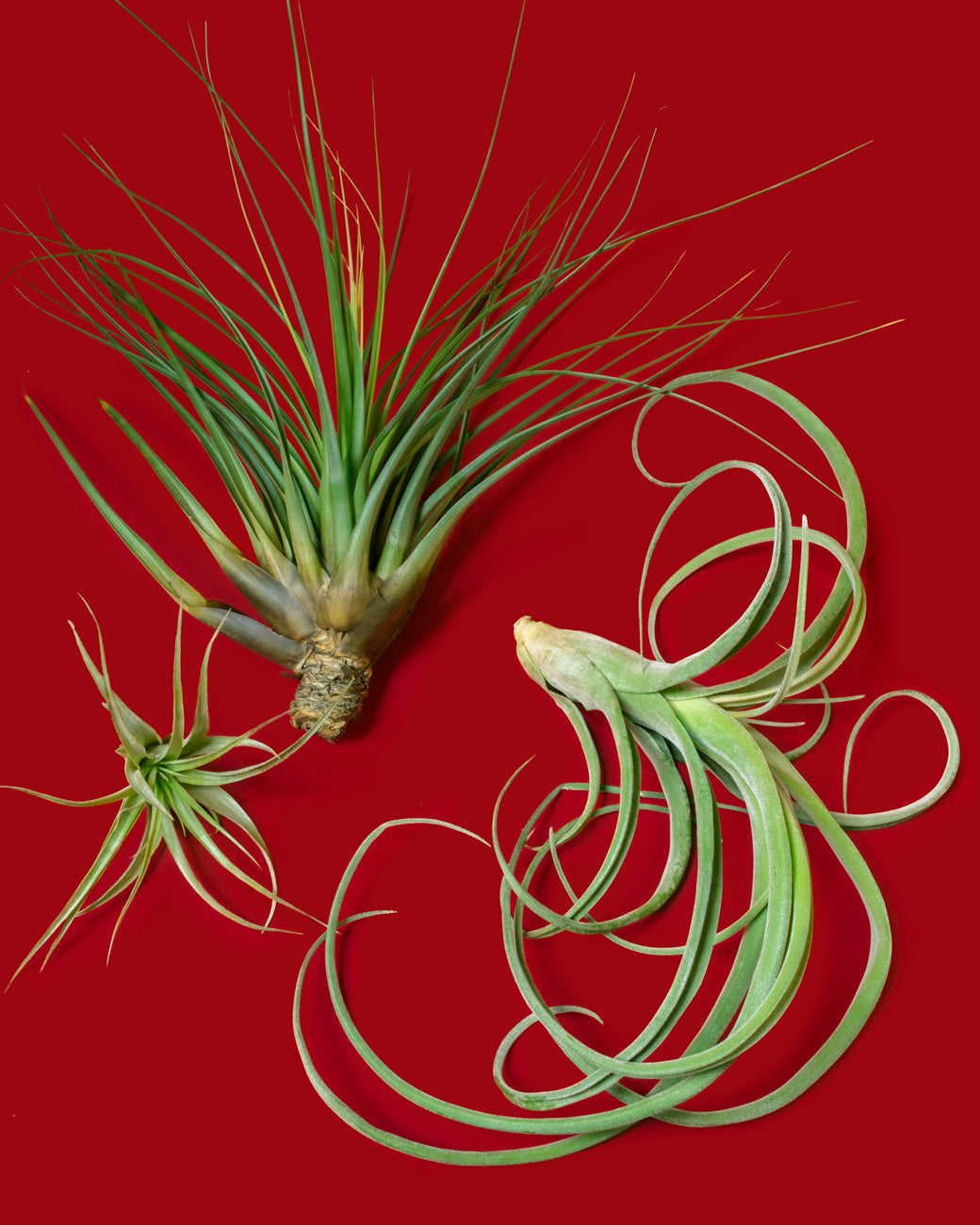 Tillandsia brachycaulos
