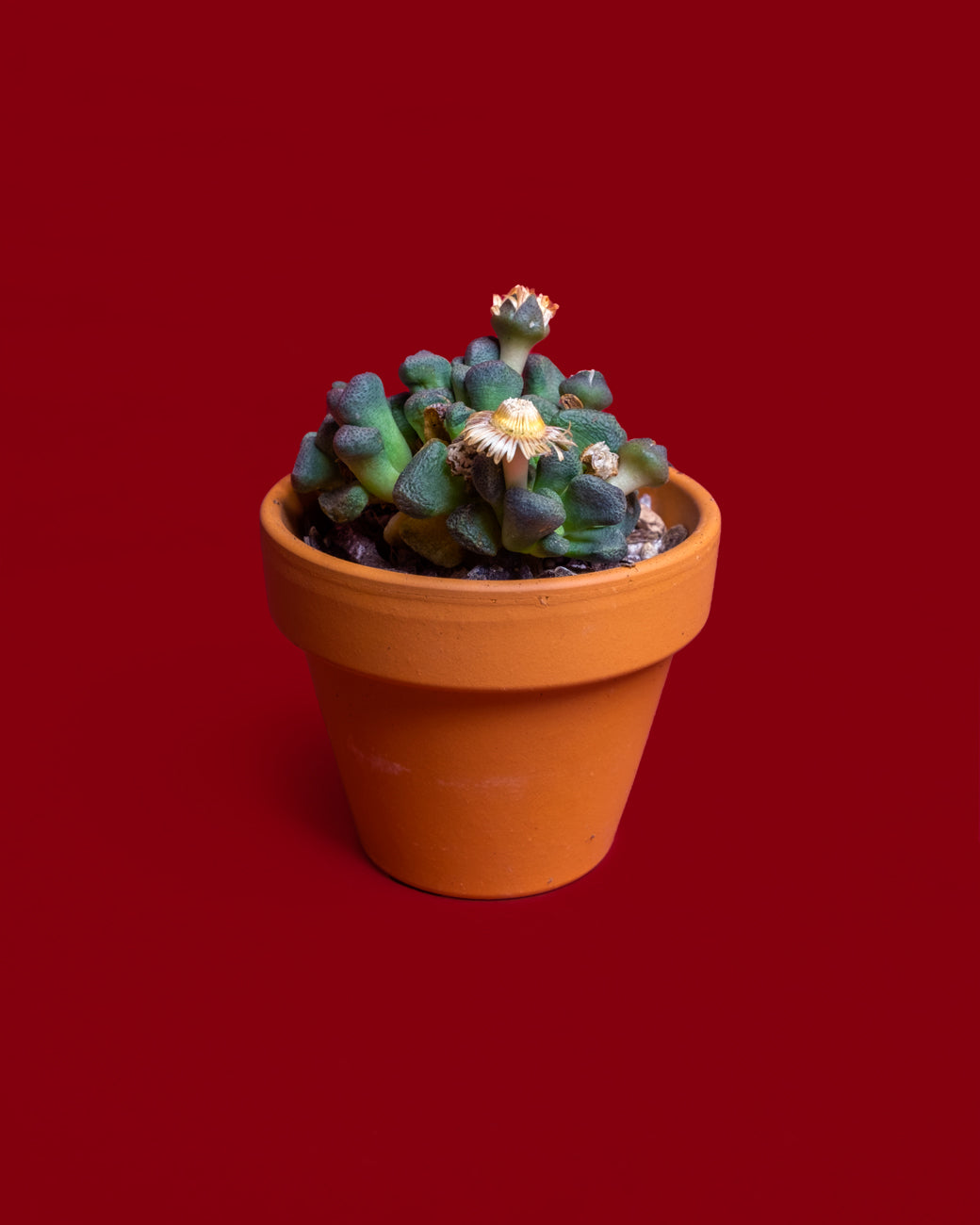 Aloinopsis schooneesii