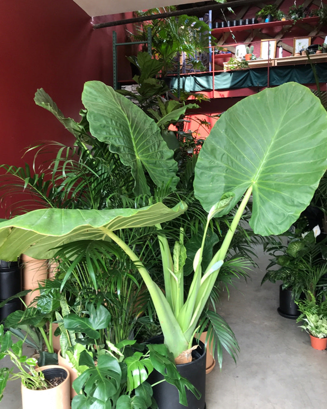 Alocasia macrorrhizos 'Borneo Giant'