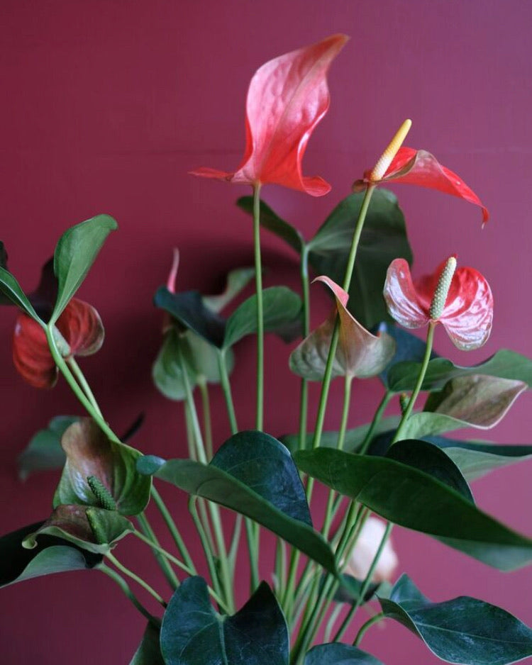 Anthurium andraeanum