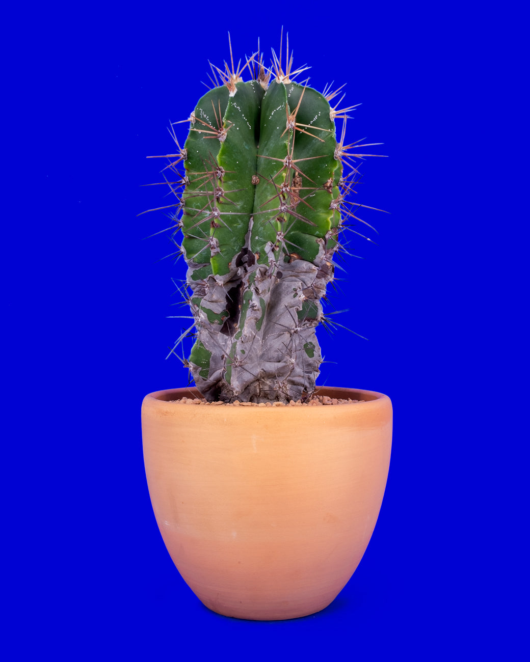 A mature Astrophytum ornatum for sale at Tula Plants & Design.