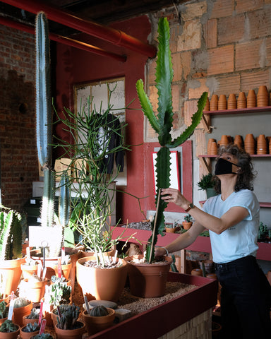 Tula Co-Founder Christan Summers places a large Euphorbia candelabra alongside a pencil cactus (Euphorbia tirucalli) in the Arid Room at Tula Plants & Design.