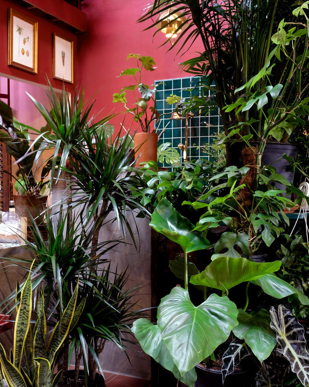 Propagating Tropical Plants