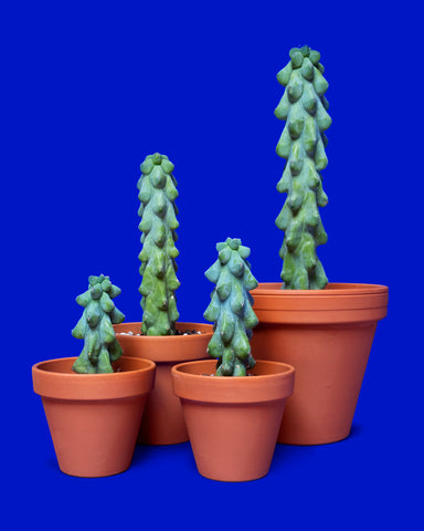An arrangement of Myrtillocactus geometrizans 'Fukurokuryuzinboku', or Boob cacti, for sale at Tula Plants & Design.