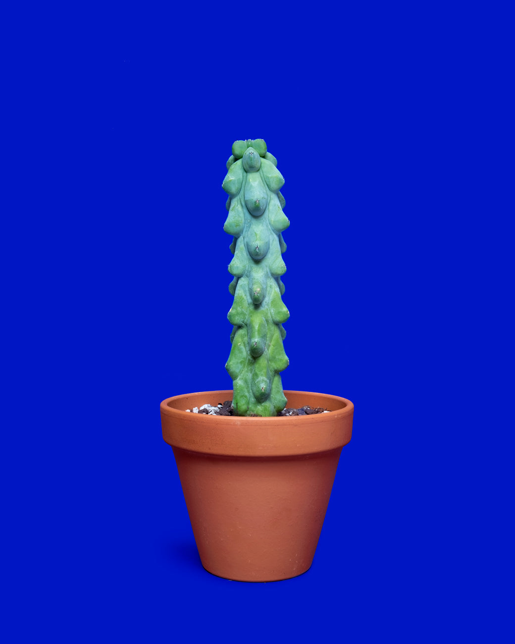 Myrtillocactus geometrizans 'Fukurokuryuzinboku'