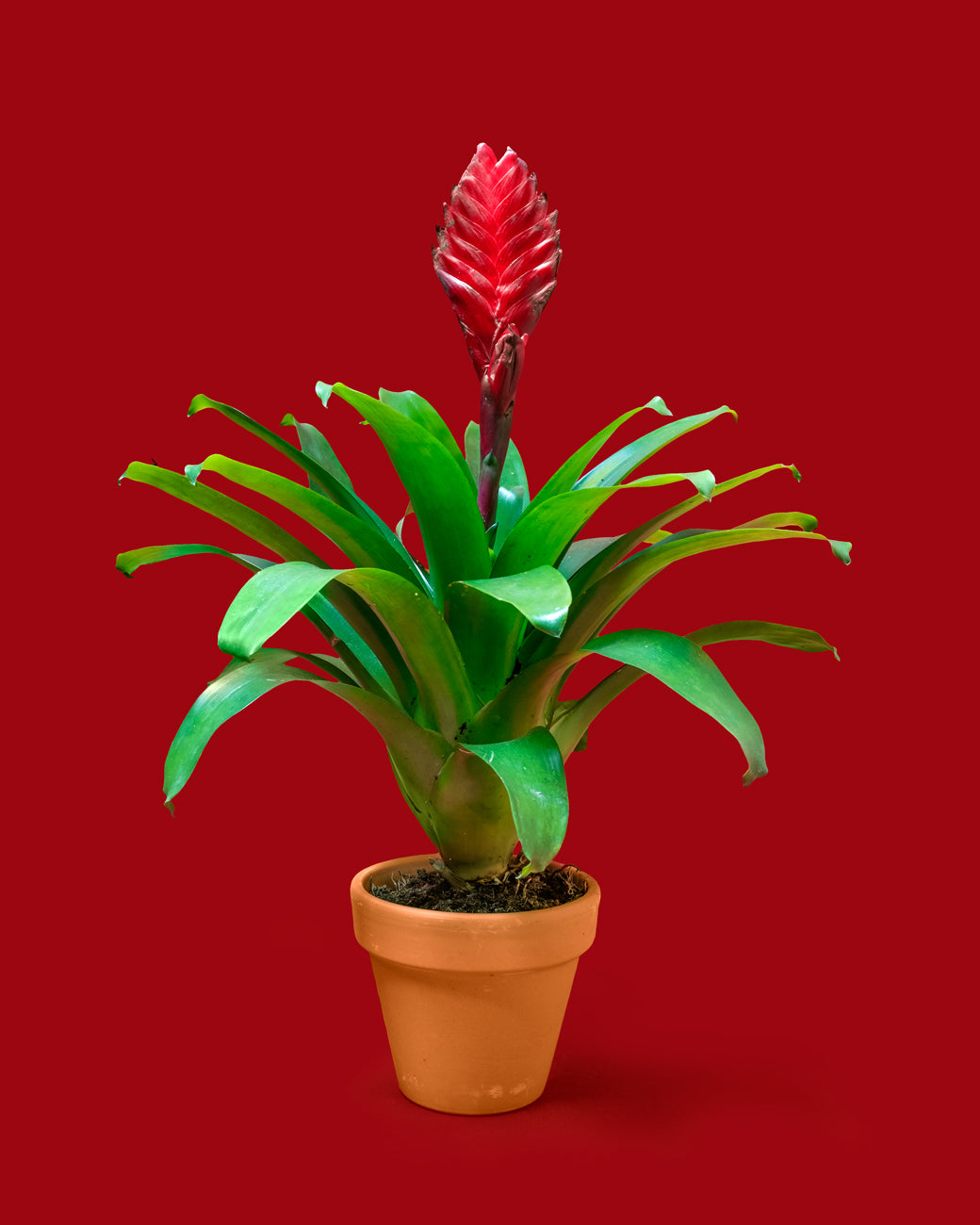 Guzmania lingulata