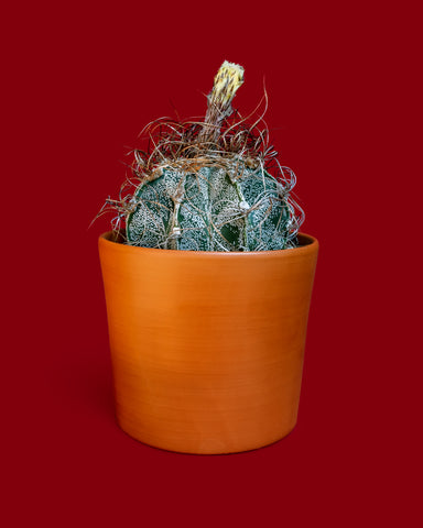 Astrophytum capricorne senilis