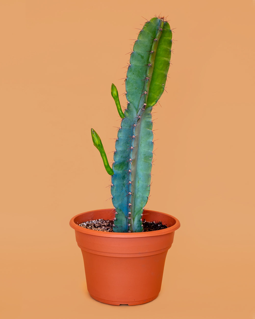 Cereus peruvianus, with two budding inflorescences, photographed at Tula Plants & Design.