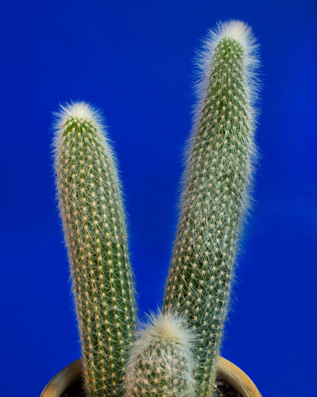 Cleistocactus strausii, a totem cactus lightly covered in white fuzz, photographed at Tula Plants & Design.